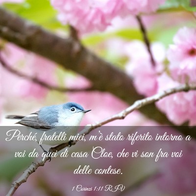 Picture 03 - 1 Corinzi 1:11 RIV - Perché, fratelli miei, m’è stato riferito - Bible Verse Picture