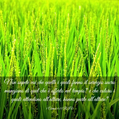 Picture 03 - 1 Corinzi 9:13 RIV - Non sapete voi che quelli i quali fanno il - Bible Verse Picture