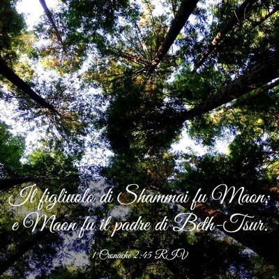 Picture 03 - 1 Cronache 2:45 RIV - Il figliuolo di Shammai fu Maon; e Maon fu il - Bible Verse Picture