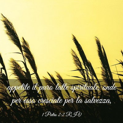Picture 03 - 1 Pietro 2:2 RIV - appetite il puro latte spirituale, onde per esso - Bible Verse Picture