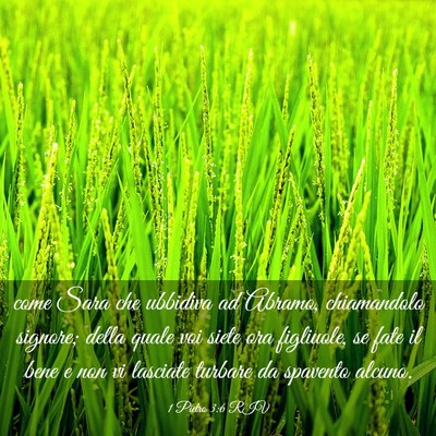 Picture 03 - 1 Pietro 3:6 RIV - come Sara che ubbidiva ad Abramo, chiamandolo - Bible Verse Picture
