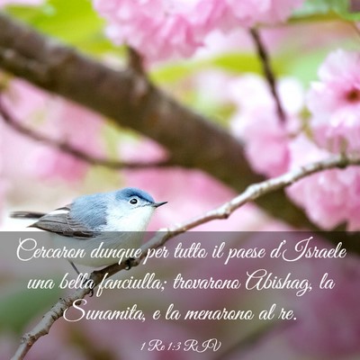 Picture 03 - 1 Re 1:3 RIV - Cercaron dunque per tutto il paese d’Israele - Bible Verse Picture