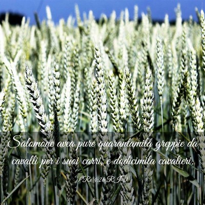 Picture 03 - 1 Re 4:26 RIV - Salomone avea pure quarantamila greppie da - Bible Verse Picture