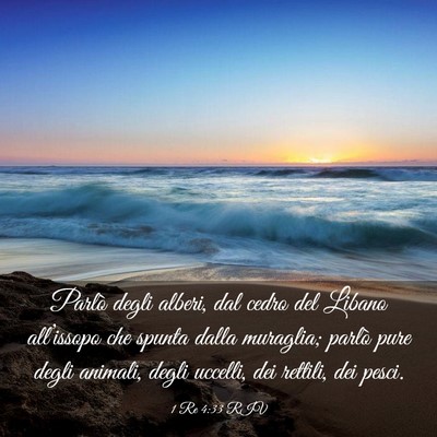 Picture 03 - 1 Re 4:33 RIV - Parlò degli alberi, dal cedro del Libano - Bible Verse Picture