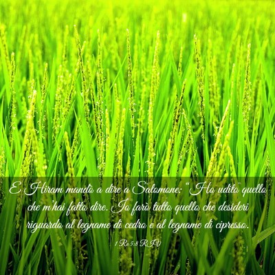 Picture 03 - 1 Re 5:8 RIV - E Hiram mandò a dire a Salomone: “Ho udito - Bible Verse Picture