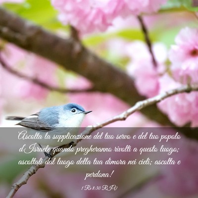 Picture 03 - 1 Re 8:30 RIV - Ascolta la supplicazione del tuo servo e del tuo - Bible Verse Picture