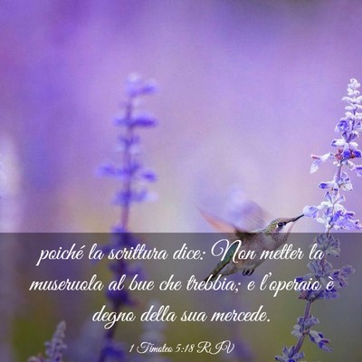 Picture 03 - 1 Timoteo 5:18 RIV - poiché la scrittura dice: Non metter la - Bible Verse Picture