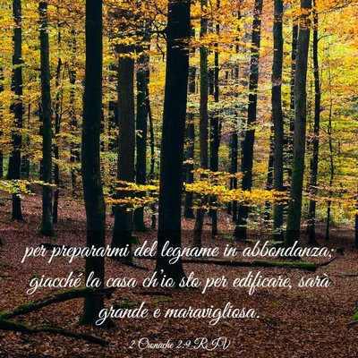 Picture 03 - 2 Cronache 2:9 RIV - per prepararmi del legname in abbondanza; - Bible Verse Picture