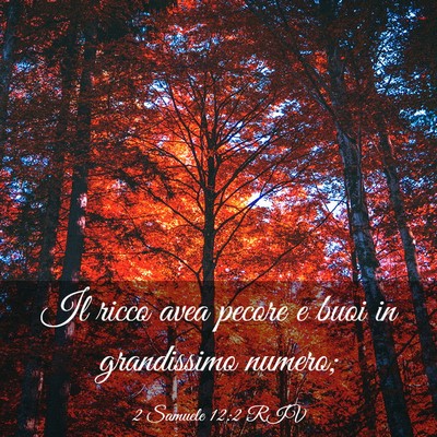 Picture 03 - 2 Samuele 12:2 RIV - Il ricco avea pecore e buoi in grandissimo - Bible Verse Picture