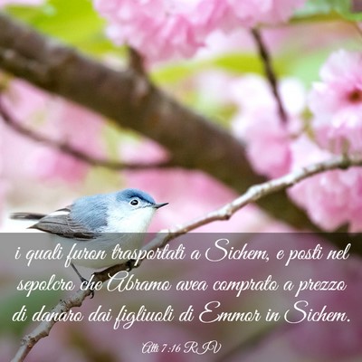 Picture 03 - Atti 7:16 RIV - i quali furon trasportati a Sichem, e posti nel - Bible Verse Picture