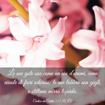 Picture 03 - Cantico dei Cantici 5:13 RIV - Le sue gote son come un’aia d’aromi, come - Bible Verse Picture