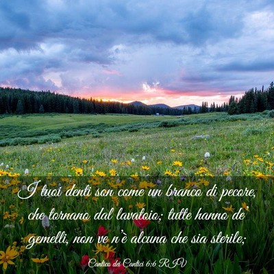 Picture 03 - Cantico dei Cantici 6:6 RIV - I tuoi denti son come un branco di pecore, che - Bible Verse Picture