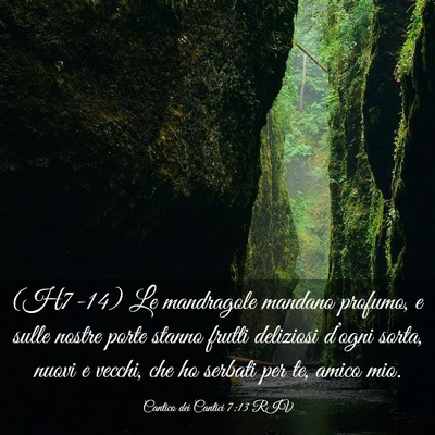 Picture 03 - Cantico dei Cantici 7:13 RIV - (H7-14) Le mandragole mandano profumo, e sulle - Bible Verse Picture