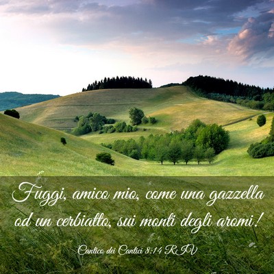Picture 03 - Cantico dei Cantici 8:14 RIV - Fuggi, amico mio, come una gazzella od un - Bible Verse Picture