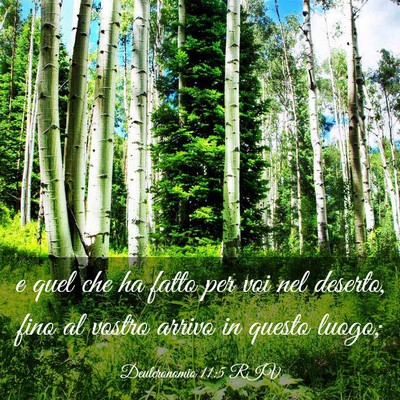 Picture 03 - Deuteronomio 11:5 RIV - e quel che ha fatto per voi nel deserto, fino al - Bible Verse Picture