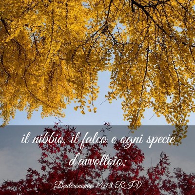 Picture 03 - Deuteronomio 14:13 RIV - il nibbio, il falco e ogni specie - Bible Verse Picture
