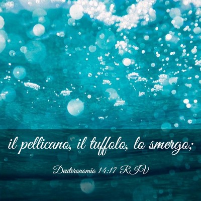Picture 03 - Deuteronomio 14:17 RIV - il pellicano, il tuffolo, lo - Bible Verse Picture
