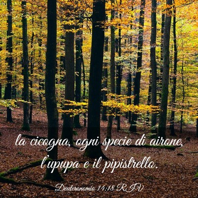 Picture 03 - Deuteronomio 14:18 RIV - la cicogna, ogni specie di airone, l’upupa e il - Bible Verse Picture