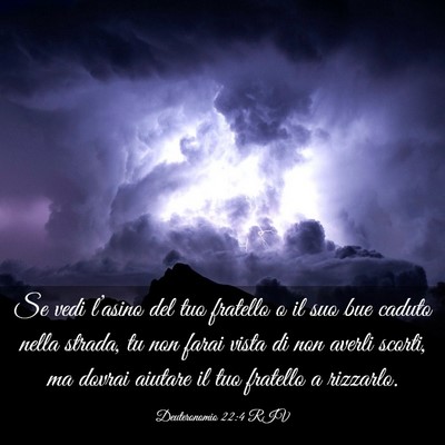 Picture 03 - Deuteronomio 22:4 RIV - Se vedi l’asino del tuo fratello o il suo bue - Bible Verse Picture