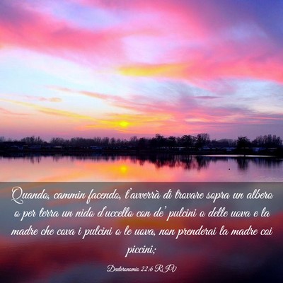 Picture 03 - Deuteronomio 22:6 RIV - Quando, cammin facendo, t’avverrà di trovare - Bible Verse Picture