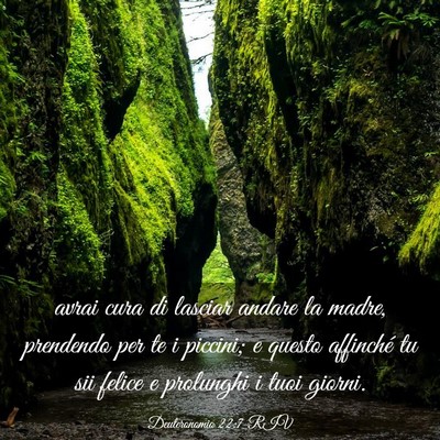 Picture 03 - Deuteronomio 22:7 RIV - avrai cura di lasciar andare la madre, prendendo - Bible Verse Picture