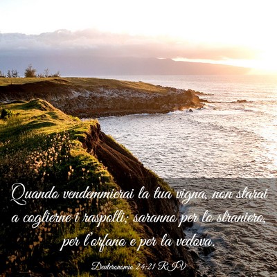 Picture 03 - Deuteronomio 24:21 RIV - Quando vendemmierai la tua vigna, non starai a - Bible Verse Picture