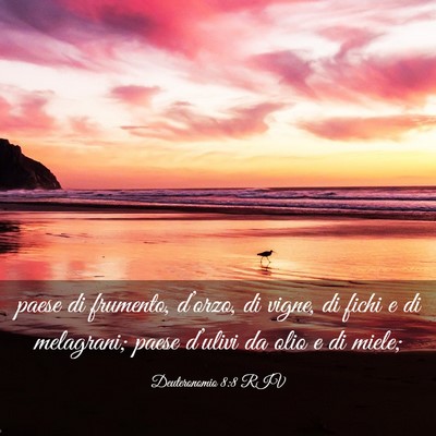 Picture 03 - Deuteronomio 8:8 RIV - paese di frumento, d’orzo, di vigne, di fichi e - Bible Verse Picture
