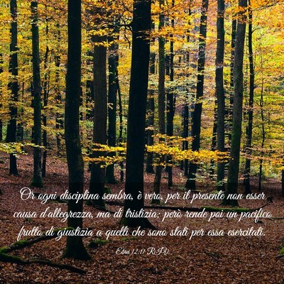 Picture 03 - Ebrei 12:11 RIV - Or ogni disciplina sembra, è vero, per il - Bible Verse Picture