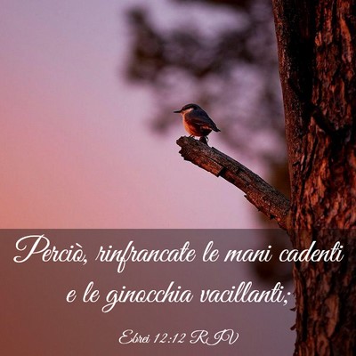 Picture 03 - Ebrei 12:12 RIV - Perciò, rinfrancate le mani cadenti e le - Bible Verse Picture