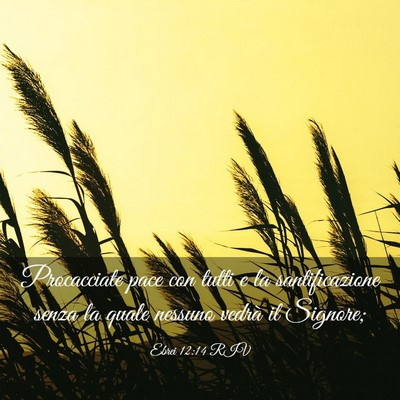 Picture 03 - Ebrei 12:14 RIV - Procacciate pace con tutti e la santificazione - Bible Verse Picture