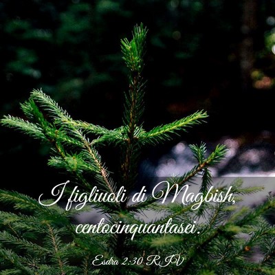 Picture 03 - Esdra 2:30 RIV - I figliuoli di Magbish, - Bible Verse Picture