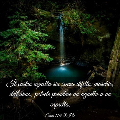 Picture 03 - Esodo 12:5 RIV - Il vostro agnello sia senza difetto, maschio, - Bible Verse Picture