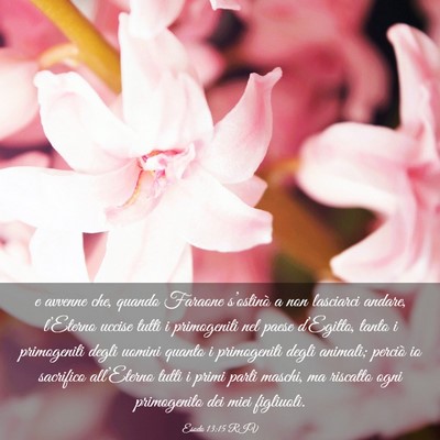 Picture 03 - Esodo 13:15 RIV - e avvenne che, quando Faraone s’ostinò a non - Bible Verse Picture
