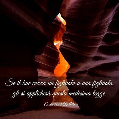 Picture 03 - Esodo 21:31 RIV - Se il bue cozza un figliuolo o una figliuola, gli - Bible Verse Picture