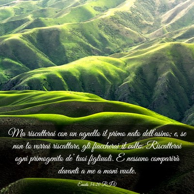 Picture 03 - Esodo 34:20 RIV - Ma riscatterai con un agnello il primo nato - Bible Verse Picture