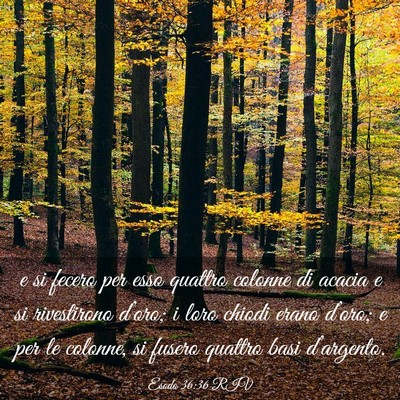 Picture 03 - Esodo 36:36 RIV - e si fecero per esso quattro colonne di acacia e - Bible Verse Picture