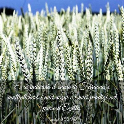 Picture 03 - Esodo 7:3 RIV - E io indurerò il cuore di Faraone, e - Bible Verse Picture