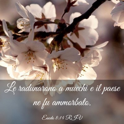 Picture 03 - Esodo 8:14 RIV - Le radunarono a mucchi e il paese ne fu - Bible Verse Picture