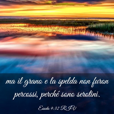 Picture 03 - Esodo 9:32 RIV - ma il grano e la spelda non furon percossi, - Bible Verse Picture