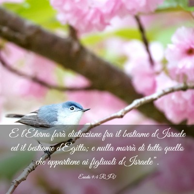 Picture 03 - Esodo 9:4 RIV - E l’Eterno farà distinzione fra il bestiame - Bible Verse Picture