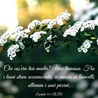 Picture 03 - Ezechiele 19:2 RIV - Che cos’era tua madre? Una leonessa. Fra i - Bible Verse Picture