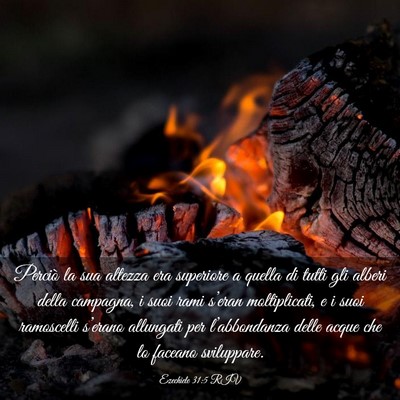 Picture 03 - Ezechiele 31:5 RIV - Perciò la sua altezza era superiore a quella di - Bible Verse Picture