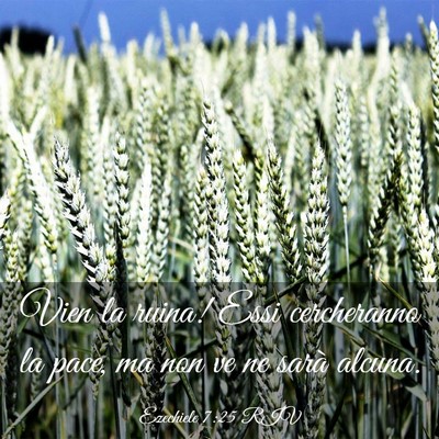 Picture 03 - Ezechiele 7:25 RIV - Vien la ruina! Essi cercheranno la pace, ma non - Bible Verse Picture
