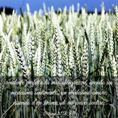 Picture 03 - Filippesi 2:2 RIV - rendente perfetta la mia allegrezza, avendo un - Bible Verse Picture