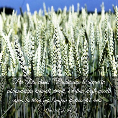 Picture 03 - Genesi 1:20 RIV - Poi Dio disse: “Producano le acque in - Bible Verse Picture