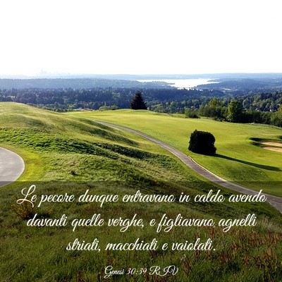 Picture 03 - Genesi 30:39 RIV - Le pecore dunque entravano in caldo avendo - Bible Verse Picture