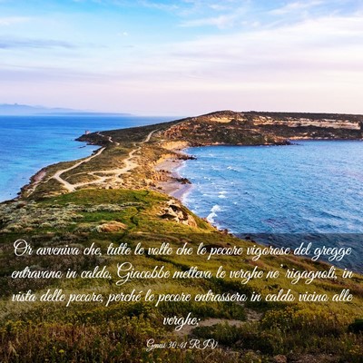 Picture 03 - Genesi 30:41 RIV - Or avveniva che, tutte le volte che le pecore - Bible Verse Picture