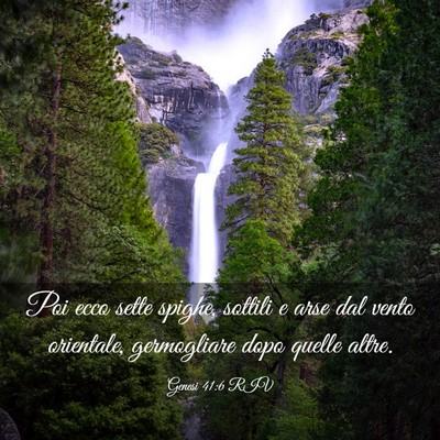 Picture 03 - Genesi 41:6 RIV - Poi ecco sette spighe, sottili e arse dal vento - Bible Verse Picture