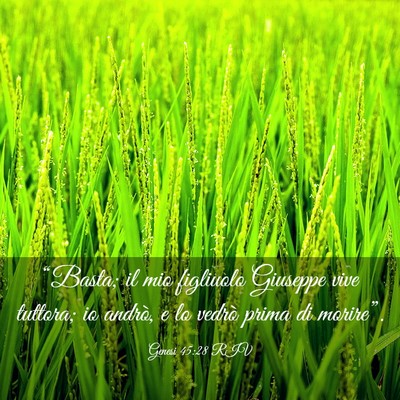 Picture 03 - Genesi 45:28 RIV - “Basta; il mio figliuolo Giuseppe vive tuttora; - Bible Verse Picture