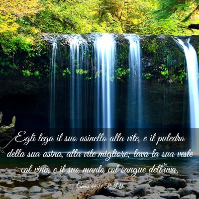 Picture 03 - Genesi 49:11 RIV - Egli lega il suo asinello alla vite, e il puledro - Bible Verse Picture